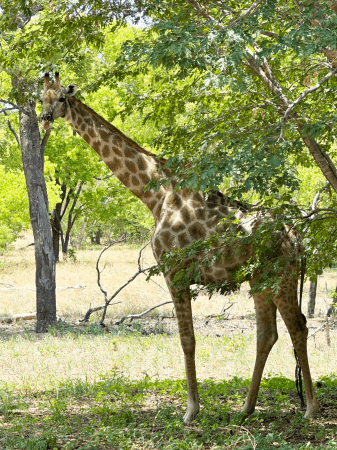 Chobe National Park