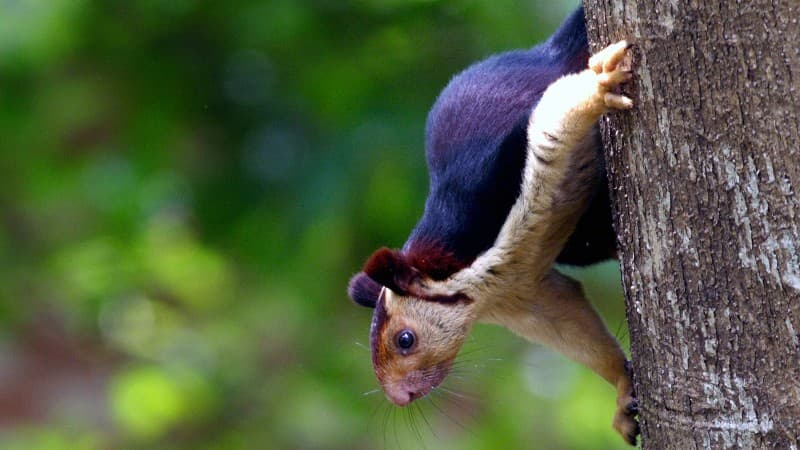 Giant Malabar squirrels - © Naseer Art
