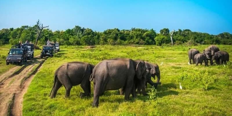 Minneriya National Park - © Vietnam Plus