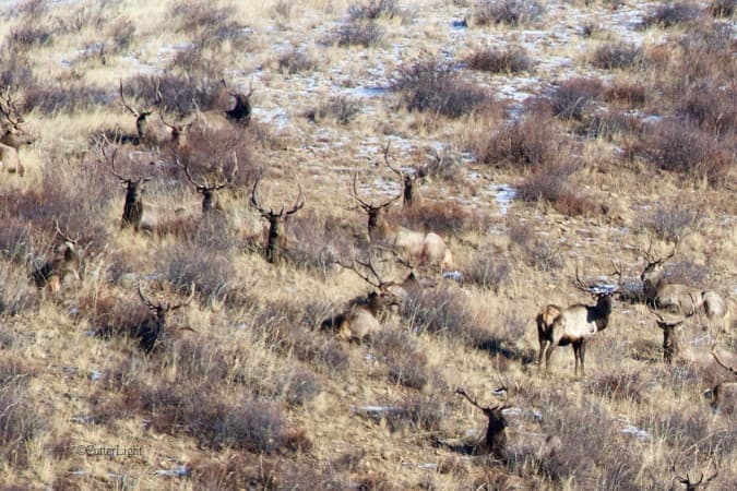 Red deer Hustai National Park - © CutterLight