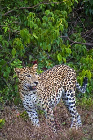 Sri Lankan Leopard, Wilpattu National Park, Sri Lanka