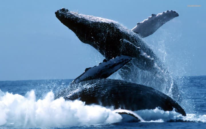 Marine life conservation efforts