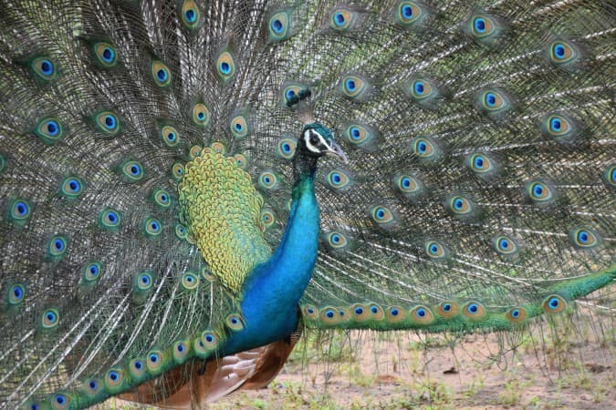 Explore Yala National Park - Sri Lanka Travel, Asia