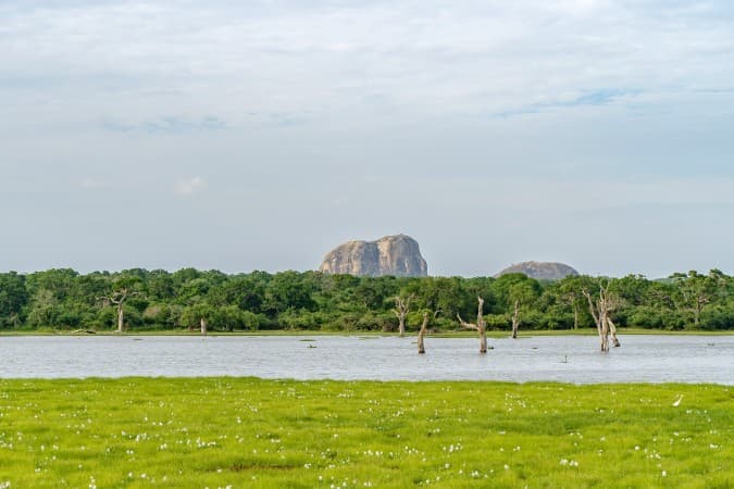 Yala National Park, Sri Lanka by Hector John Periquin