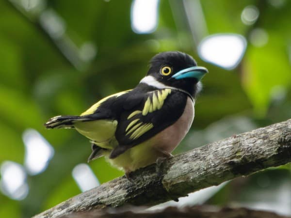 Wildlife encounters at Rainforest Discovery Centre (RDC), Sepilok by Hongbin