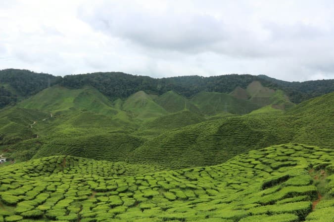 Boh Tea Plantation by Hui Ling Chua