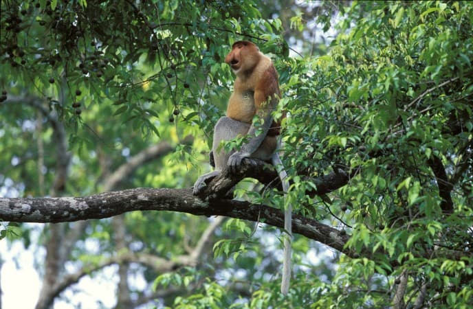 Explore Kinabatangan - Malaysia Travel, Asia