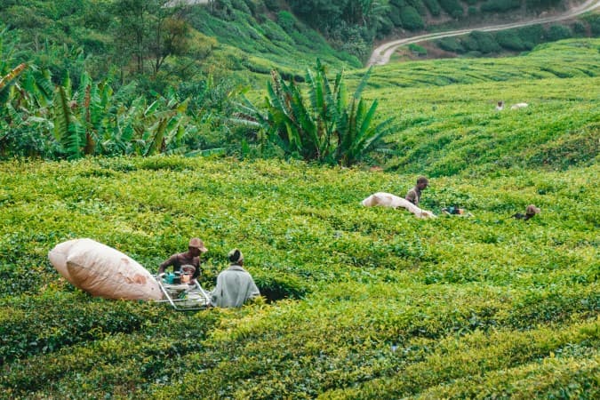 Tea Plantation Visit by Job Savelsberg