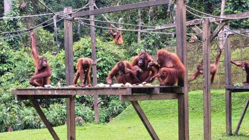 Orangutans in Sepilok Orangutan Rehabilitation Centre by Orangutan Appeal UK