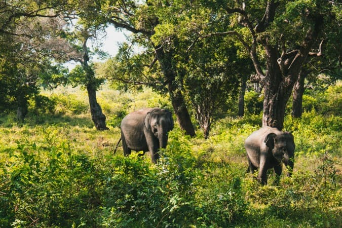 Elephants encounter by Silver Ringvee