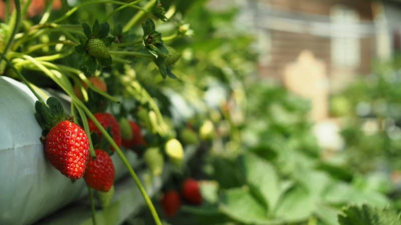 Fresh Strawberry by TM Yap