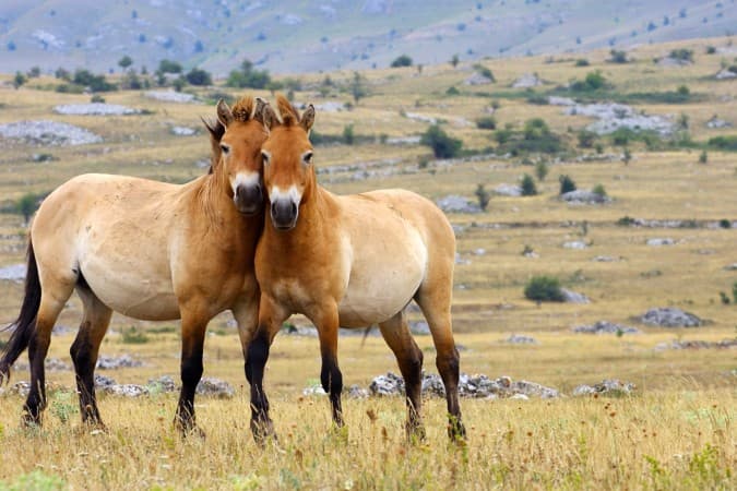 Hustai National Park - © gather