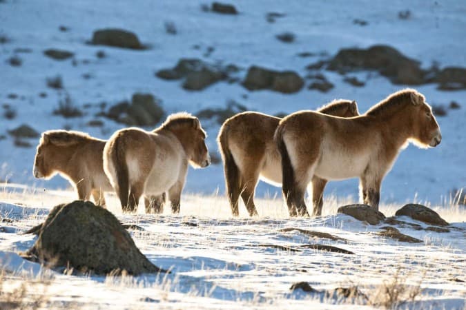 Wild life in Hustai National Park - © gather