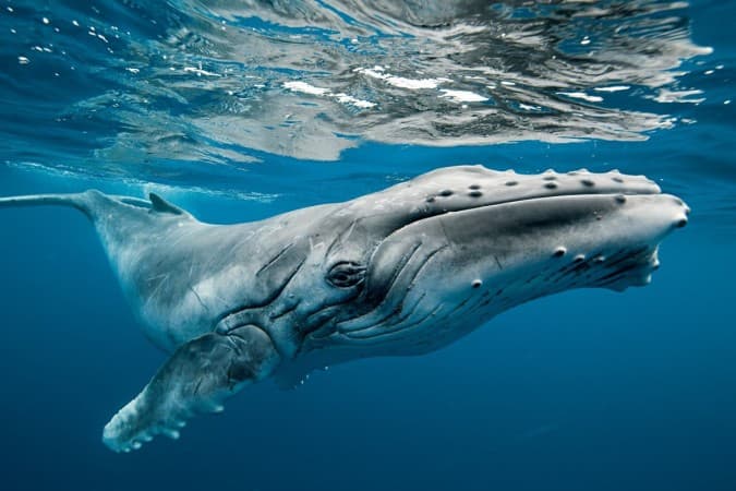 Blue Whale in Sri Lanka waters