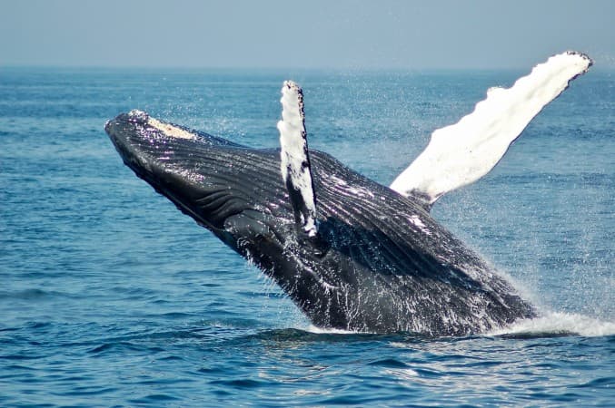 Whale Watching with Tweet Tours