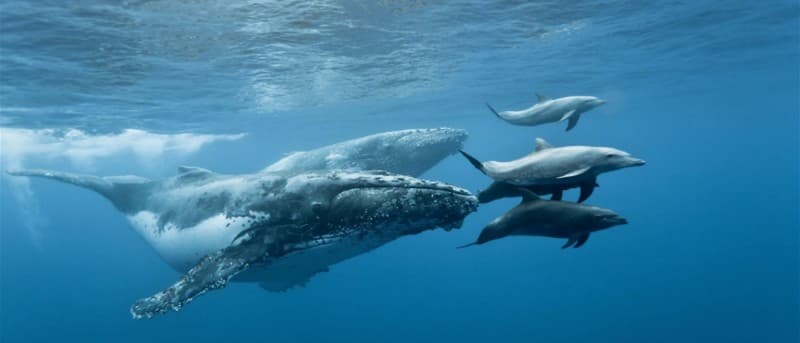 Dolphins and Whale spotted in Sri Lanka