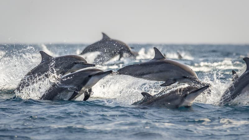 School of Dolphin jumping from the water